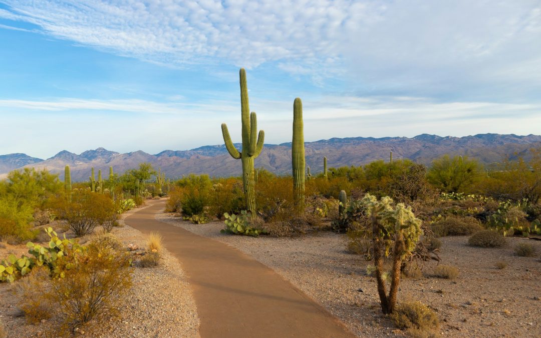 Arizona Incentives to Help Increase Cash Flow for Your Business
